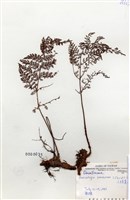 藏品(小膜蓋蕨)的圖片